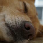 best calming chews for dogs in 2026