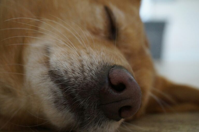 best calming chews for dogs in 2026