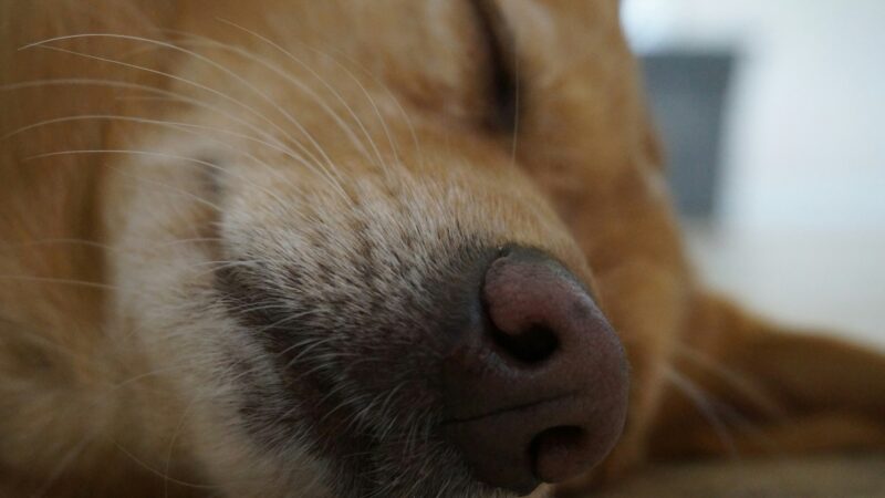 best calming chews for dogs in 2026