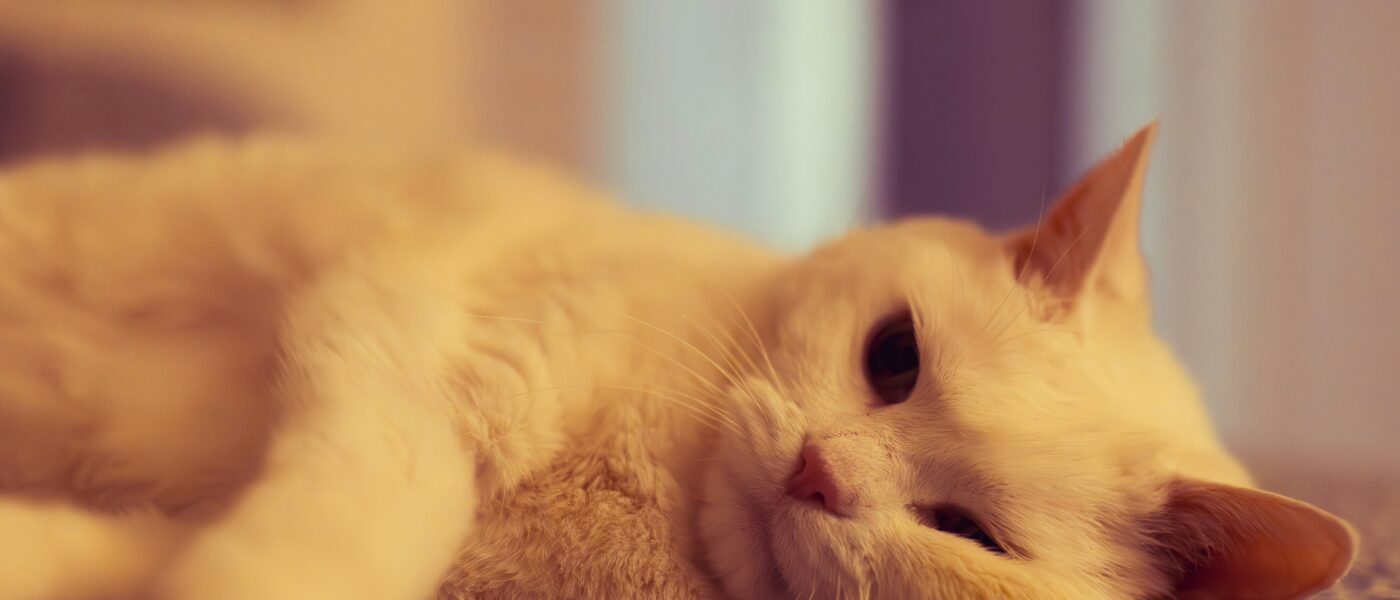 Best Cat Calming Products for Anxiety in 2026: Ease Stress Without Sedation