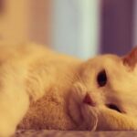 best cat calming products for anxiety in 2026