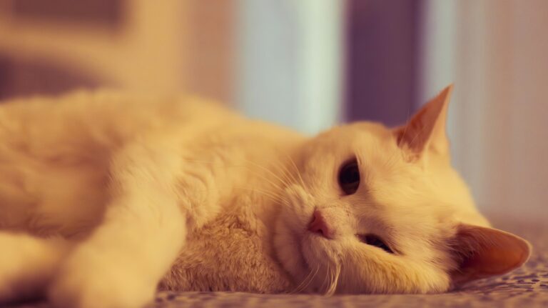best cat calming products for anxiety in 2026