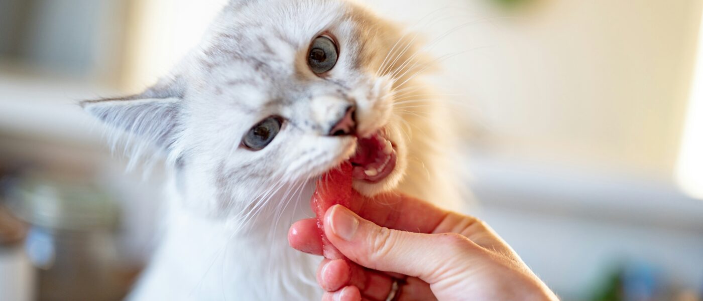 Best Cat Dental Treats and Chews in 2026: Plaque Control That Doesn’t Require a Toothbrush