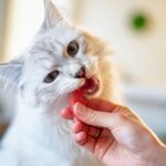 best cat dental treats and chews in 2026