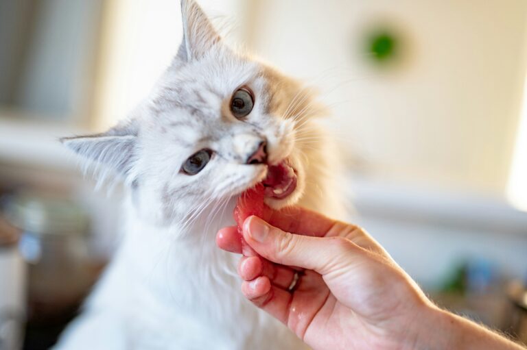 best cat dental treats and chews in 2026