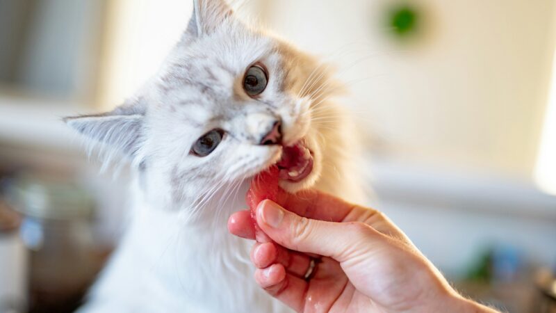 best cat dental treats and chews in 2026