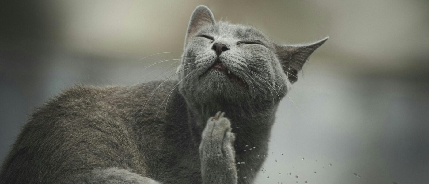 Best Cat Dewormers and Parasite Treatments in 2026:  For Every Worm Type