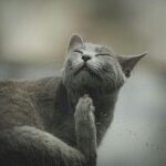 best cat dewormers and parasite treatments in 2026