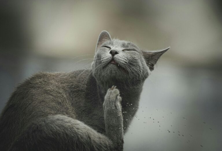 best cat dewormers and parasite treatments in 2026