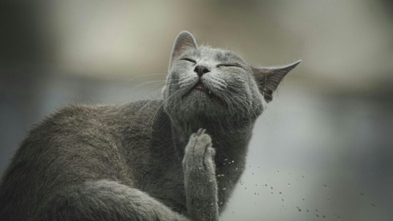 best cat dewormers and parasite treatments in 2026