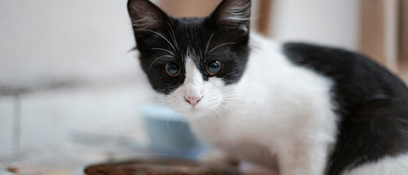 Best Cat Food for Sensitive Stomachs in 2026: 5 Gentle Picks That Calm Digestive Upset