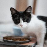 best cat food for sensitive stomachs in 2026