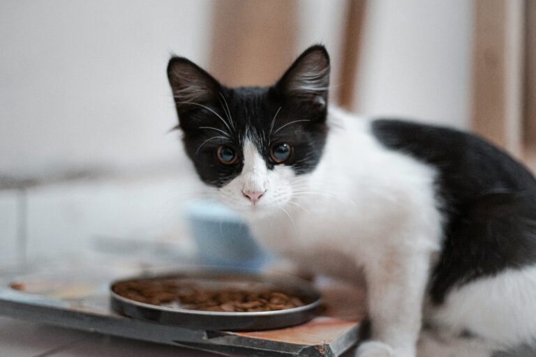best cat food for sensitive stomachs in 2026