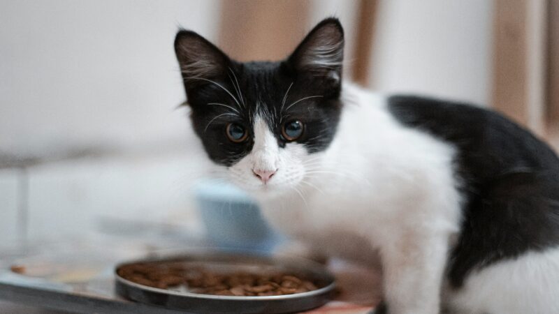 best cat food for sensitive stomachs in 2026