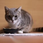 best cat food for urinary health in 2026