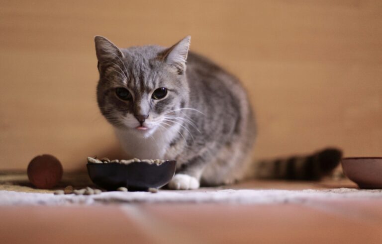 best cat food for urinary health in 2026