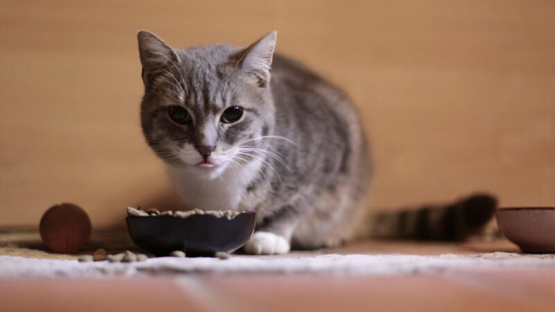 best cat food for urinary health in 2026