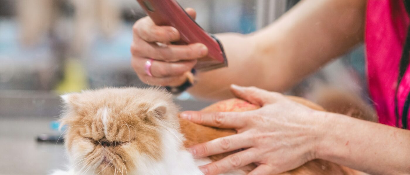 Best Cat Grooming Brushes for Long-Haired Cats: Prevent Mats Before They Become Vet Visits