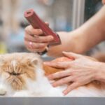 best cat grooming brushes for long haired cats