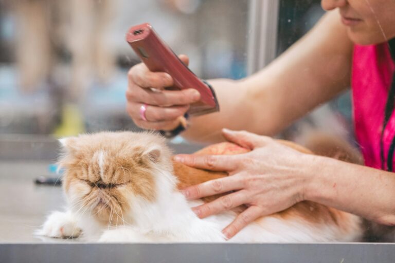 best cat grooming brushes for long haired cats