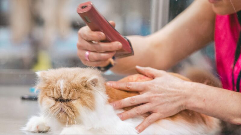 best cat grooming brushes for long haired cats