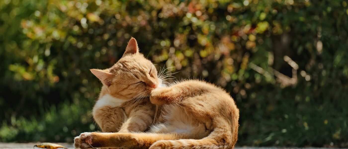 Best Cat Joint Supplements for Senior Cats in 2026: 5 Vet-Recommended Picks That Restore Mobility