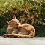 best cat joint supplements for senior cats in 2026