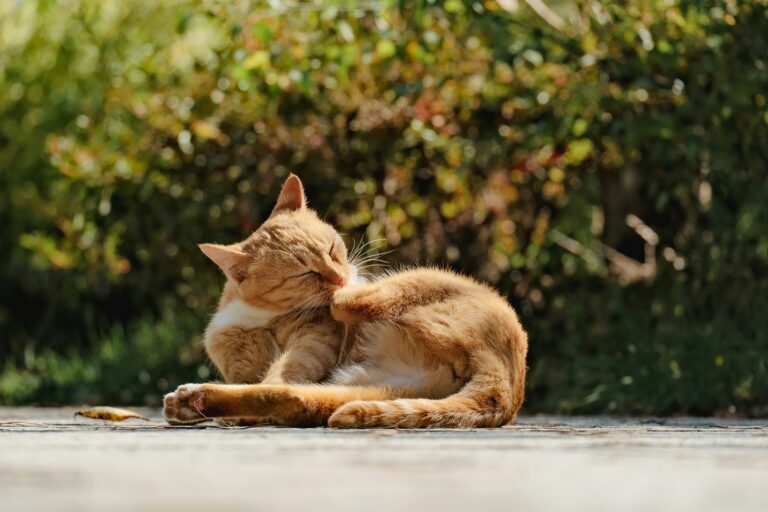 best cat joint supplements for senior cats in 2026
