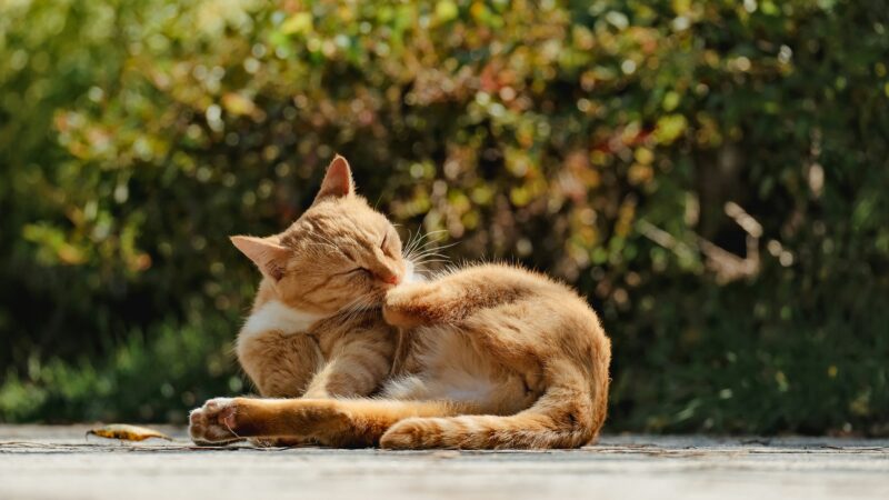 best cat joint supplements for senior cats in 2026