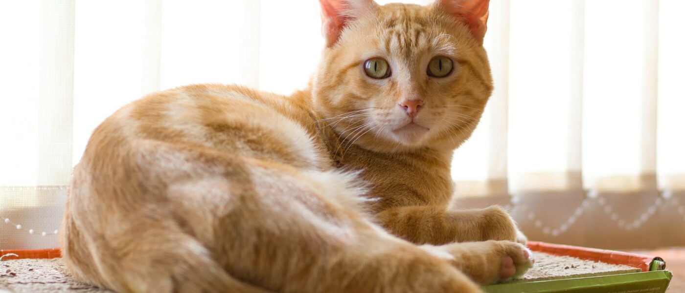 Best Cat Litter Deodorizers and Additives in 2026: 5 Picks That Cut Box Odor Between Cleanings