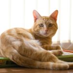 best cat litter deodorizers and additives in 2026