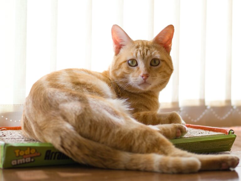 best cat litter deodorizers and additives in 2026