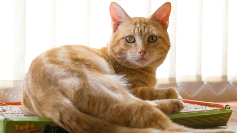 best cat litter deodorizers and additives in 2026