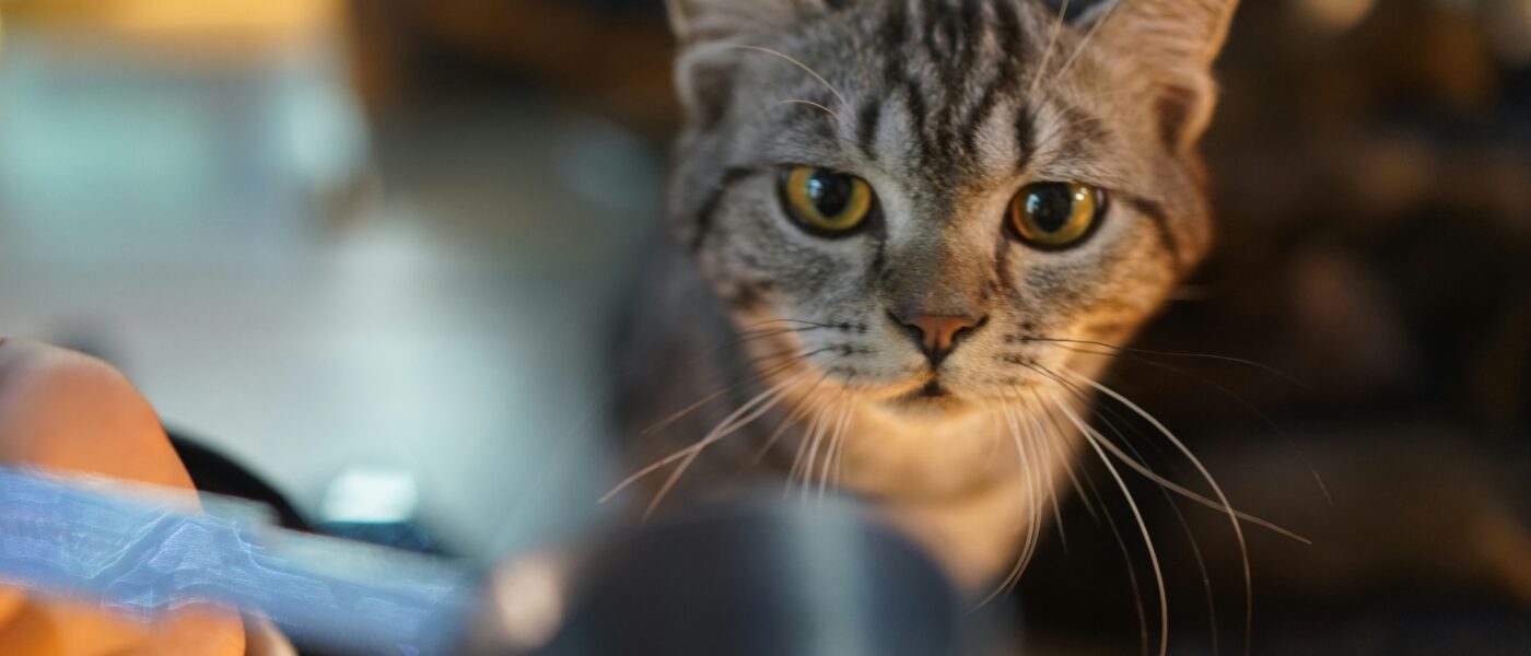 Best Cat Litter Scoops and Sifters in 2026: 5 Picks That Make Daily Scooping Quick
