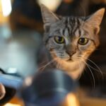 best cat litter scoops and sifters in 2026