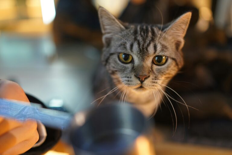best cat litter scoops and sifters in 2026