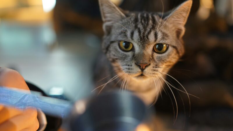 best cat litter scoops and sifters in 2026