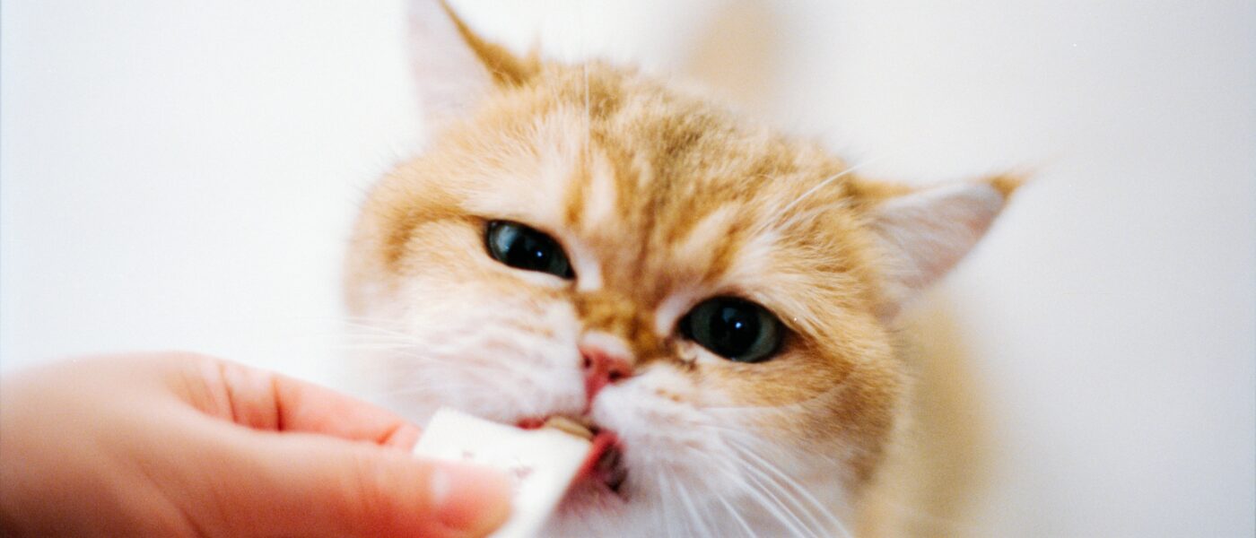 Best Cat Probiotics for Digestive Health in 2026: 5 Vet-Backed Picks That Restore Gut Balance