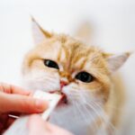 best cat probiotics for digestive health in 2026