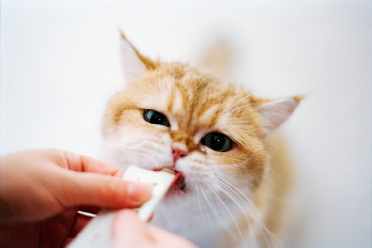 best cat probiotics for digestive health in 2026