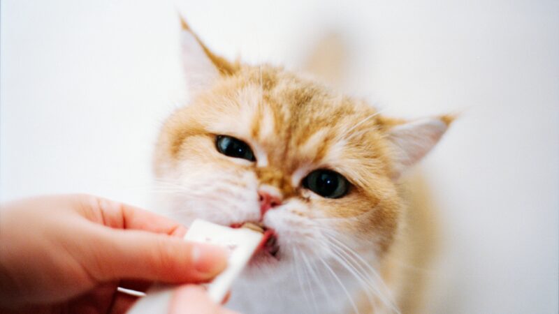 best cat probiotics for digestive health in 2026