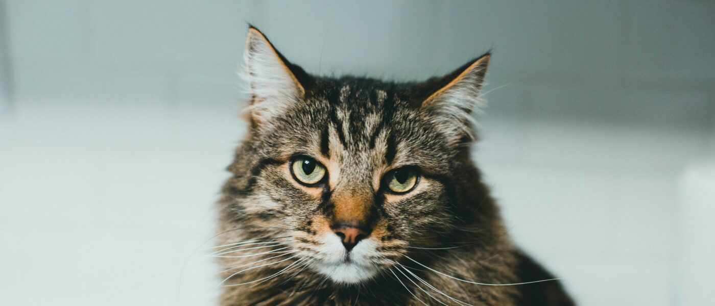 Best Cat Shampoos in 2026: 5 Top-Rated Picks for Sensitive Skin, Allergies, and Long-Haired Cats