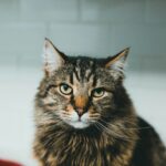 best cat shampoo in 2026