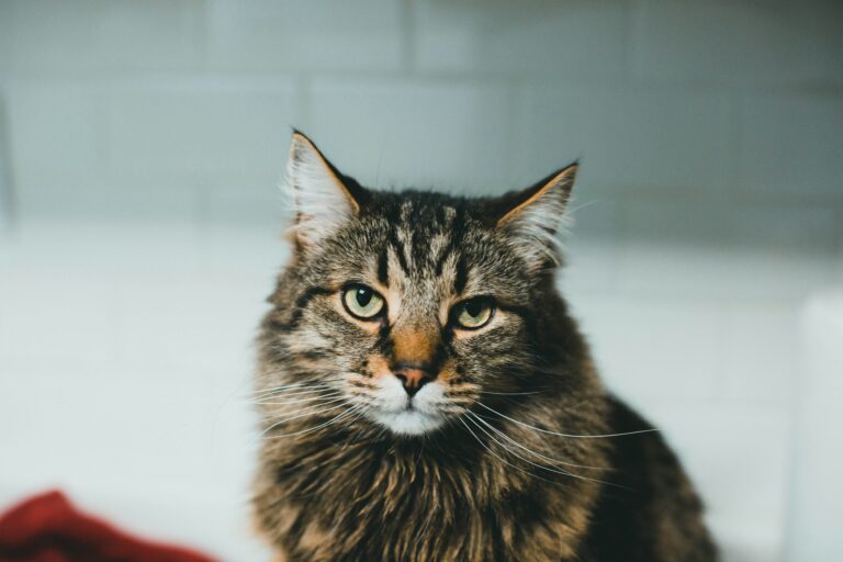 best cat shampoo in 2026