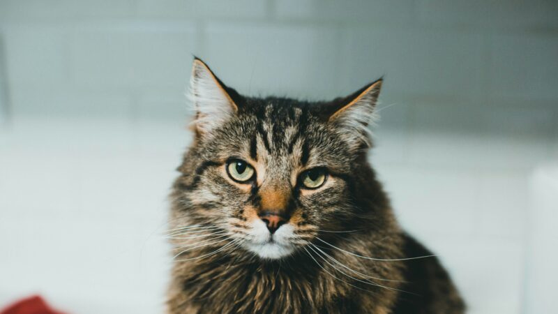 best cat shampoo in 2026