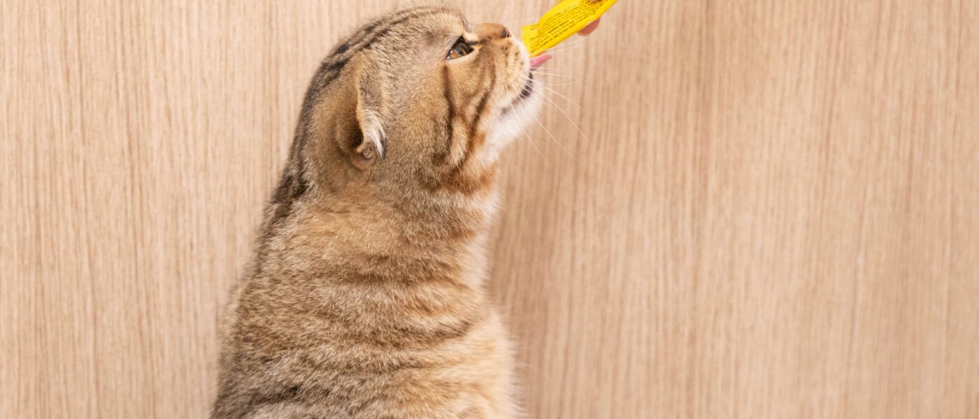 Best Cat Toothbrushes and Dental Care in 2026: Healthier Teeth and Fresher Breath