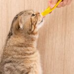 best cat toothbrushes and dental care in 2026