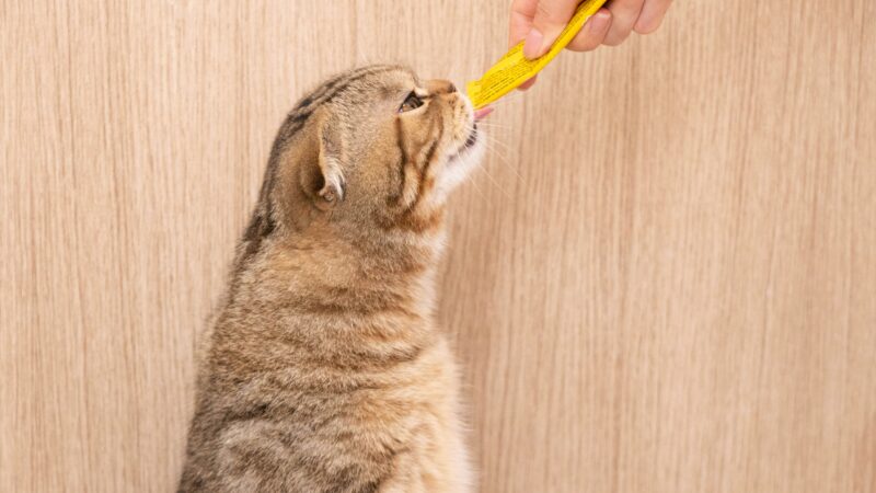 best cat toothbrushes and dental care in 2026