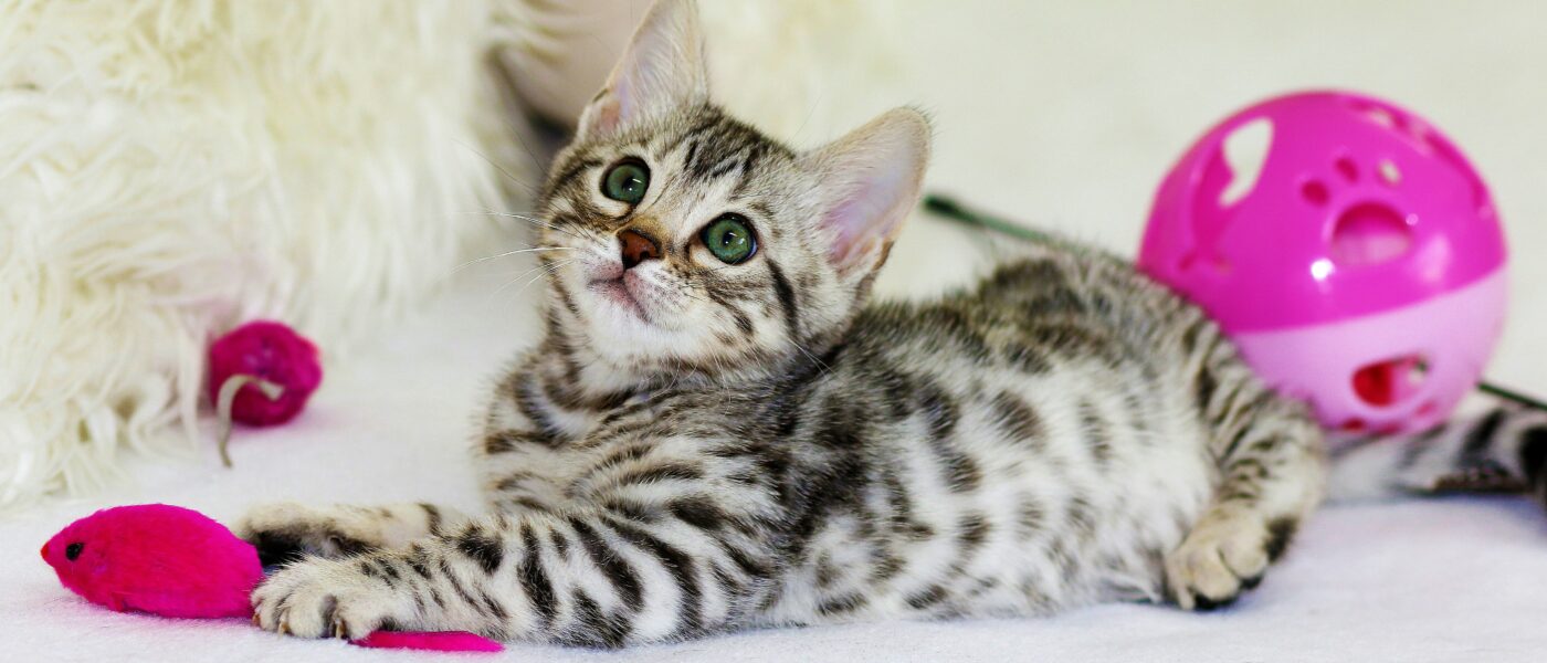 Best Cat Toys for Mental Stimulation in 2026: Stop Boredom Before It Becomes Destruction