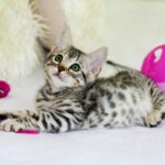 best cat toys for mental stimulation in 2026
